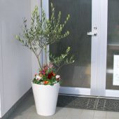 【送料無料】「オリーブ × 季節の花 寄せ植え 選べる陶器鉢 白 (高さ130cm前後)」