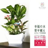観葉植物 寄せ植え(幸福の木)7号角浅陶器鉢(白) 高さ約65cm 【yosem07-006 】