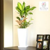 観葉植物 寄せ植え(幸福の木)6号角高陶器鉢|(白黒) 高さ約75cm【yosem06-001002】