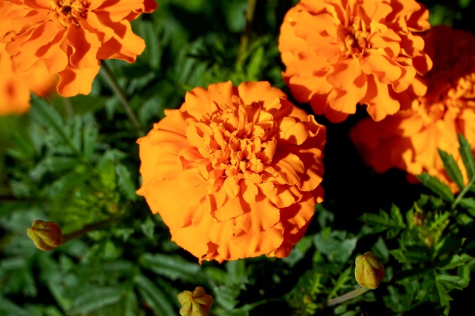 おすすめのハロウィンっぽいお花はオレンジ色のお花 花うるる